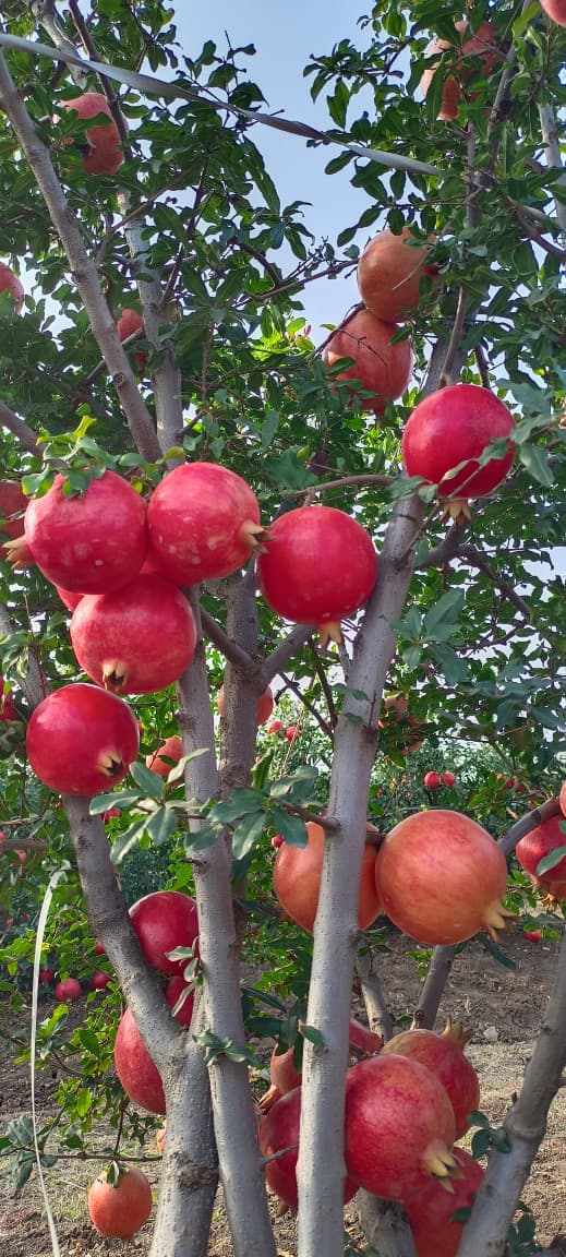 Fruit farming