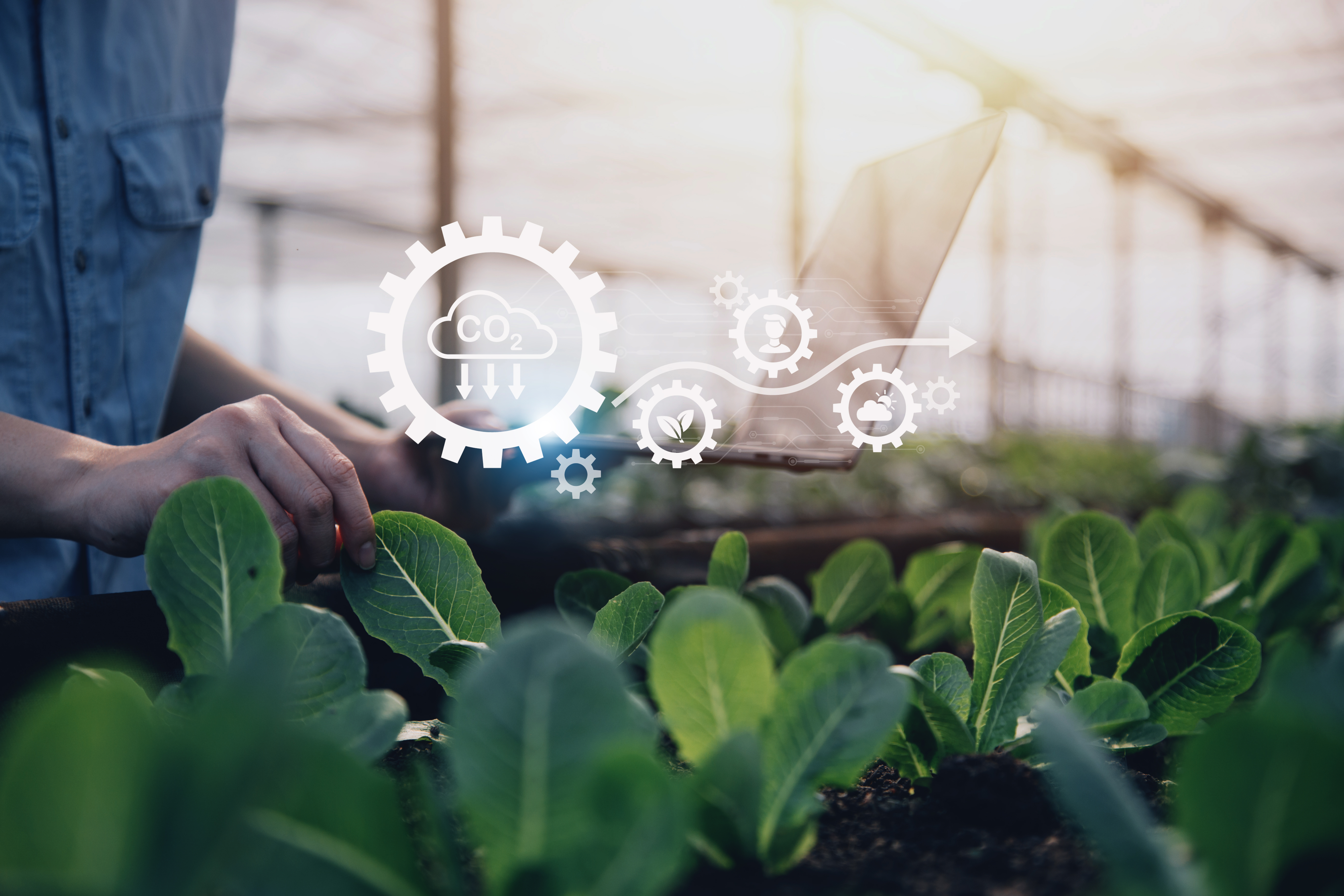 Our Process — Indiefarm Agro Solution
